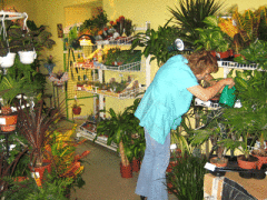 Как жить в мире и согласии с комнатными растениями?