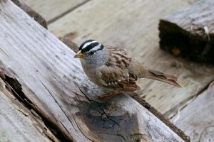Как птицы вылетали из королевских пирогов?