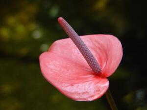 Антуриум. Как сохранить тропического жителя дома?