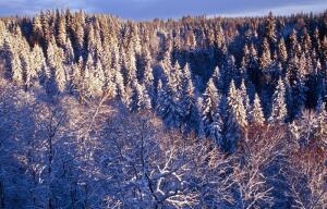 Тайга, собаки, олени... Мужчины тоже плачут?
