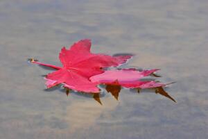 Коктейль «Ностальгия», или О чём тоскует душа?