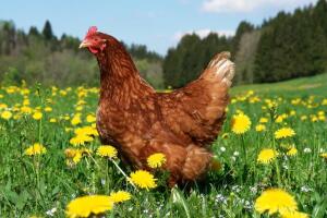 Как применять
куриный помет в качестве удобрения?