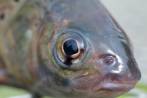 Что нужно беременной женщине? Любовь или морковку...