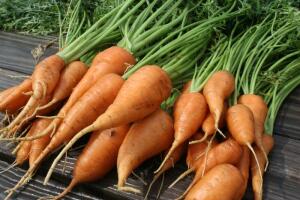 Как вырастить морковку здоровой, красивой, сочной и вкусной? Практические советы