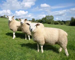 Замучила бессонница. Как с ней бороться?