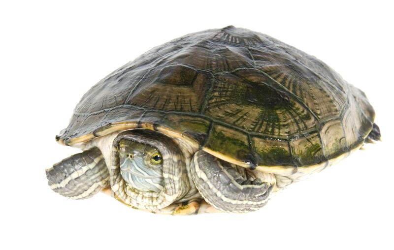 Черепаха закрывает глаза. Красноухая черепаха. Среднеазиатская черепаха. Черепаха 3d. Марки черепахи.