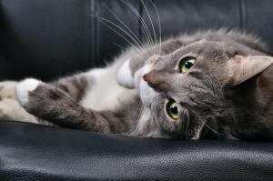 Фелинотерапия: от чего и как лечат кошки?