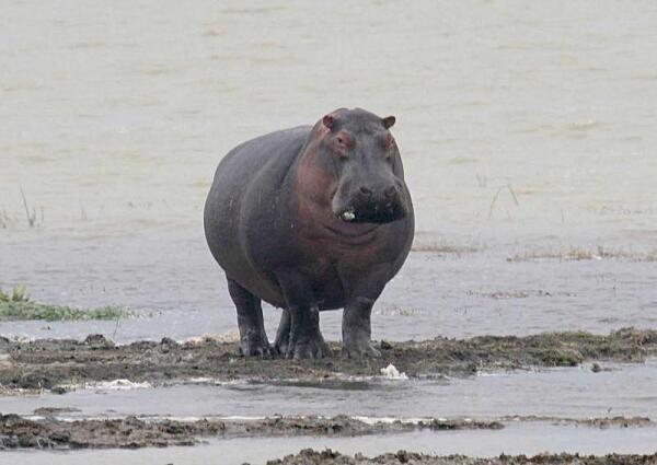 От воды бегемоты стараются не удаляться