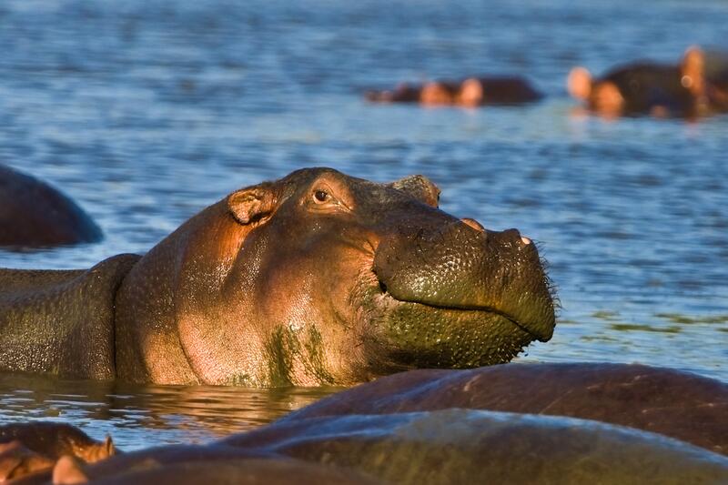 Скажи бегемот. Гиппопотам крокодилам и китам. Игра говорящий бегемотик. Скажи бегемот. Говорящий малыш бегемотик outfit7.