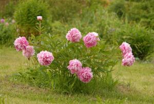 Свои восемь соток. Как приспособиться к непростым условиям?