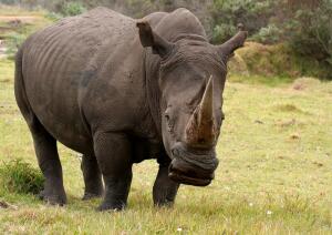 Рог носорога. Как средство защиты стало причиной истребления?