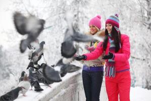 Как помочь птицам пережить холода? Особенности кормления городских птиц