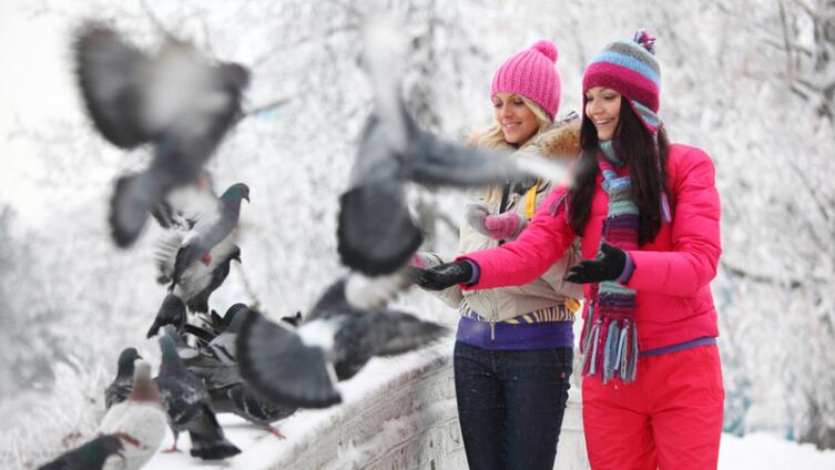 Как помочь птицам пережить холода? Особенности кормления городских птиц