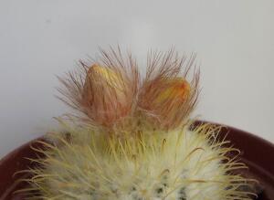 Как ухаживать за комнатными растениями? Календарь цветовода, март