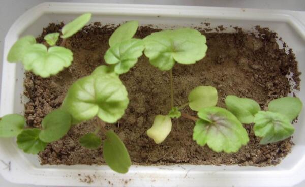 Сеянцы пеларгонии