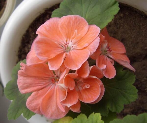 Пеларгония зональная