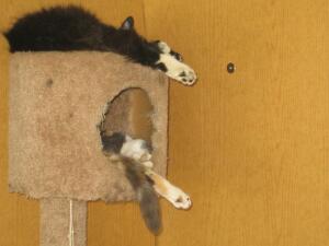 Чем занимаются коты, когда хозяев нет дома?