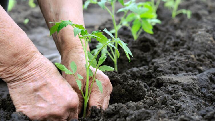 Какую теплицу выбрать для садового участка?