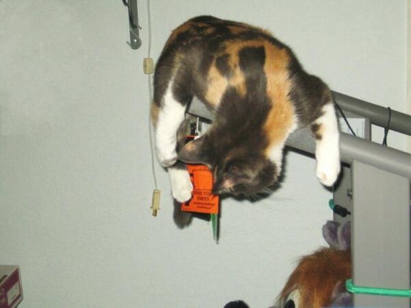 Акробатка Соня на разминке