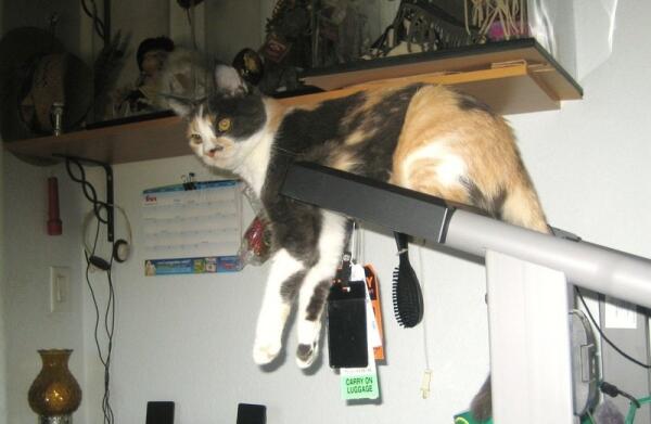 А, может быть, я вовсе не кошка, а львица