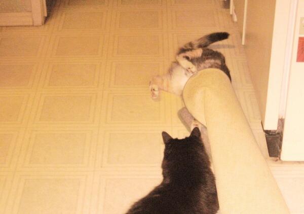 Соня проверяет новый кошкин дом