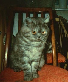 Вредный кот Пуся