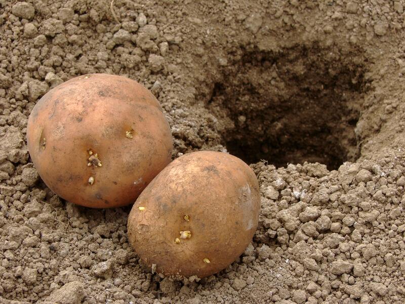 Как выращивать картофель на дачном участке?