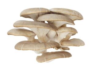 Как вырастить грибы вешенки?