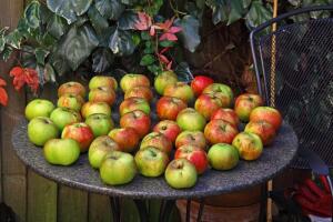 Как вырастить корнесобственные саженцы яблонь?