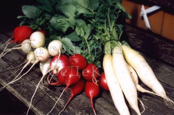 Разнообразие корнеплодов будет украшать ваш стол всё лето!