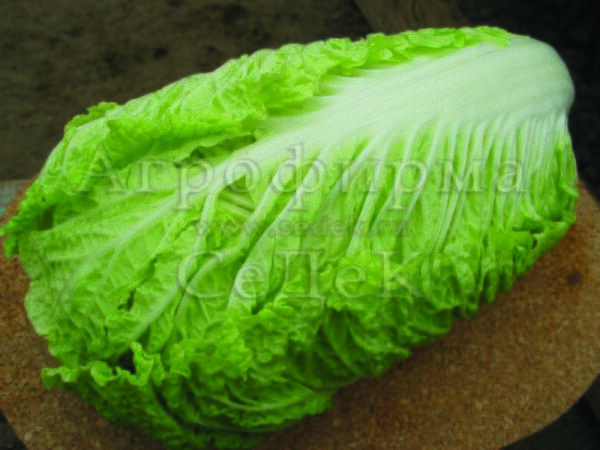 Пекинская капуста Осенний нефрит F1