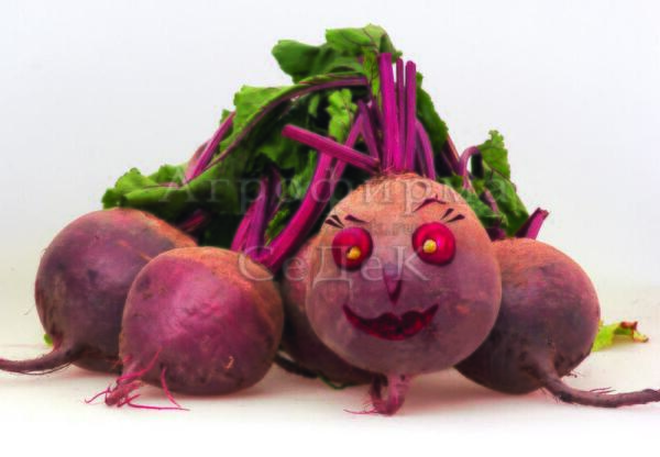 Свёкла Матрона СеДеК