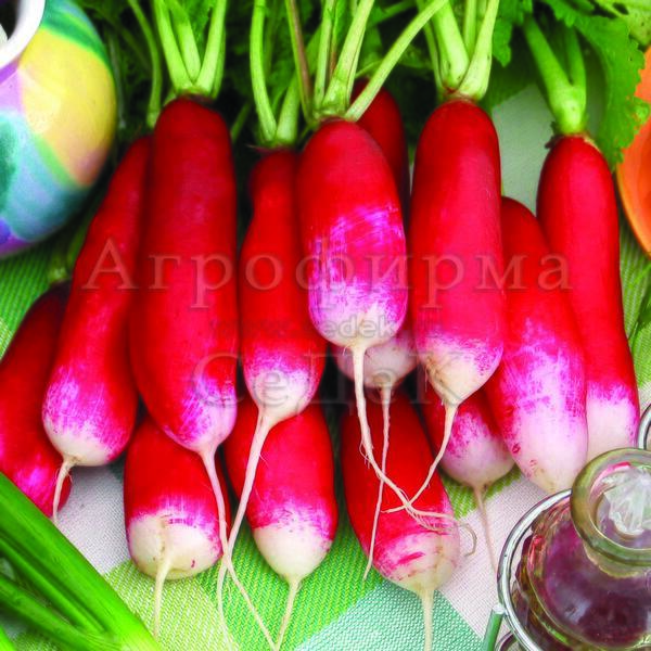 Редис Анжелика