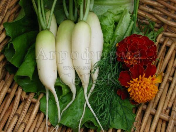 Необычный белый редис Снежная королева