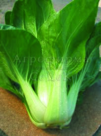 Пак-чой Холодок F1 - основа многих неизвестных в России, но невероятно вкусных блюд!