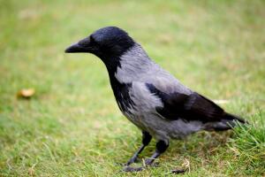 Городские вороны. Как к ним относиться?