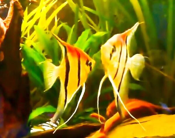 Рыбы-ангелы (скалярии)