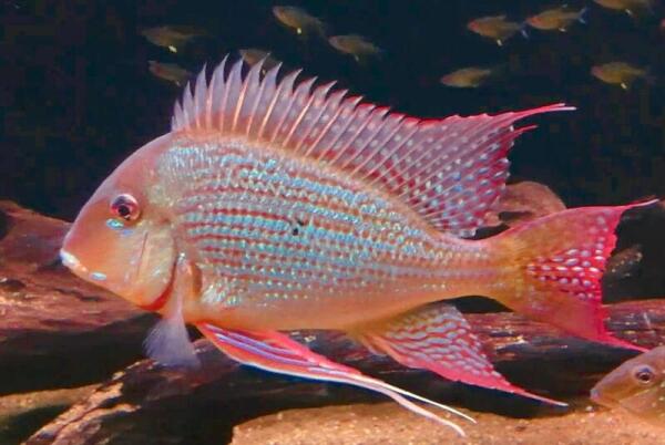 Геофаус суринамский