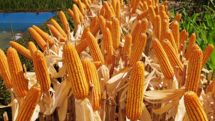 Как вырастить вкусную кукурузу в Сибири?
