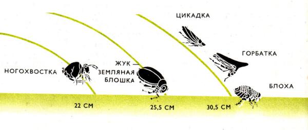 Обладай человек прыгучестью блохи, он бы легко перепрыгивал многоэтажные здания.