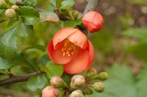 Айва японская. Чем привлекательно это растение?