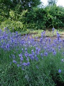 Лаванда в моем саду