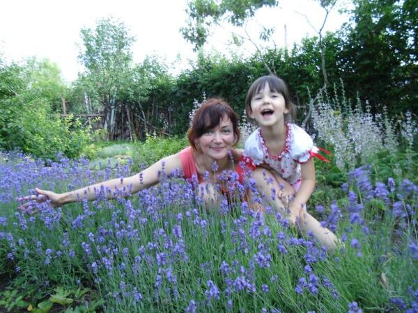 Лаванда подарит радость