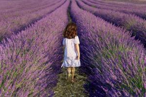 Лаванда. Чем полезно это растение и почему так называется?