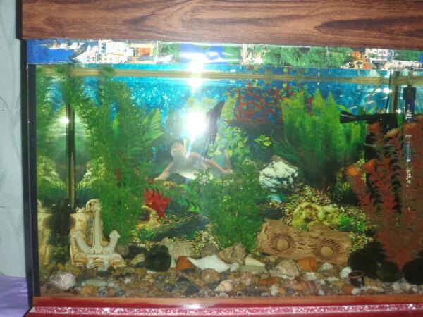 Мой  аквариум