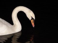 Как сохранить молодость своей шеи? Как сохранить молодость своей шеи?