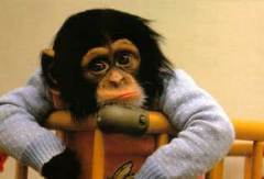 Кто такие бонобо?