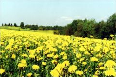 С приходом весны эти цветы опасны для аллергиков! С приходом весны эти цветы опасны для аллергиков!