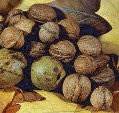 Как хранить орехи? Как хранить орехи?