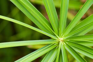 Как выращивать циперус?